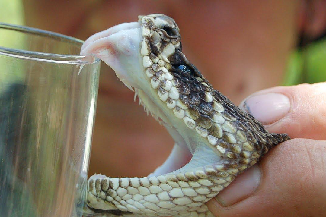毒蛇喷出的毒液有害吗,把毒蛇的毒液放到血里