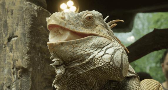 森林动物园多高收门票,森林动物园套票价格表