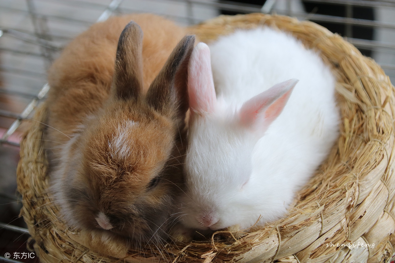 安哥拉兔喂什么最好,安哥拉兔怎么科学喂养