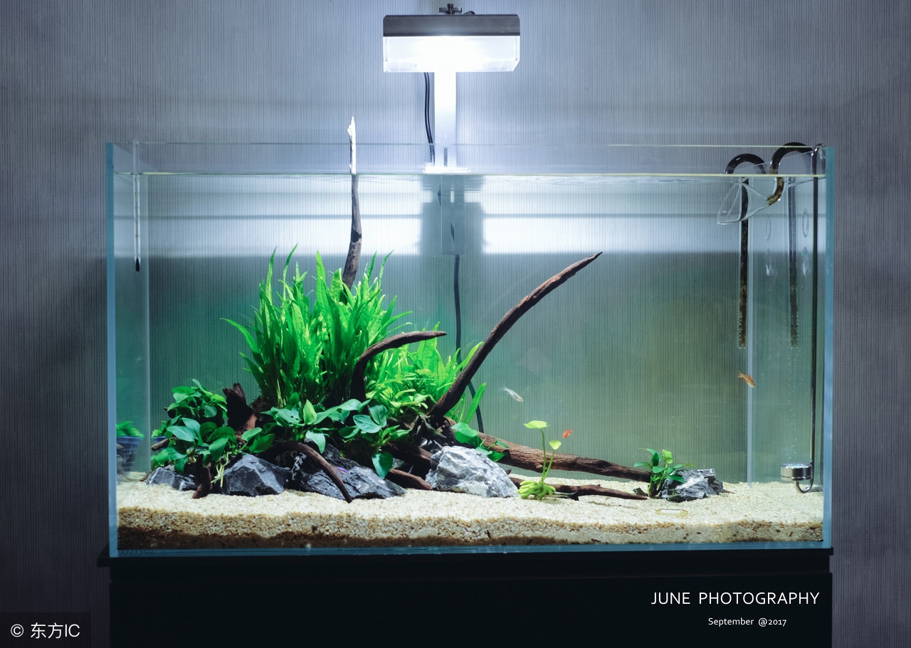 鱼缸水的表面总有一层泡沫,斗鱼鱼缸水面上有泡沫油膜