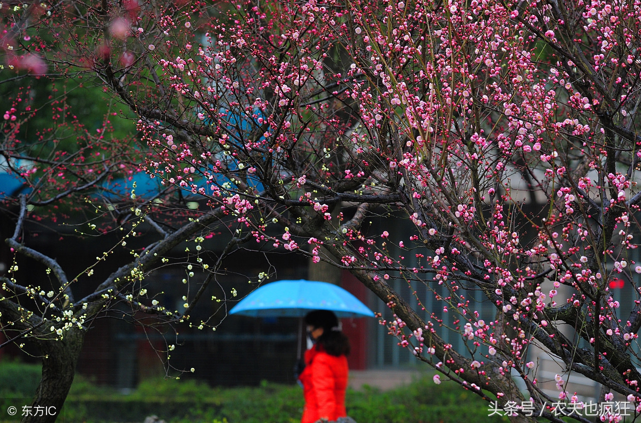2019为什么称为寡妇年,没有立春的年叫寡妇年吗