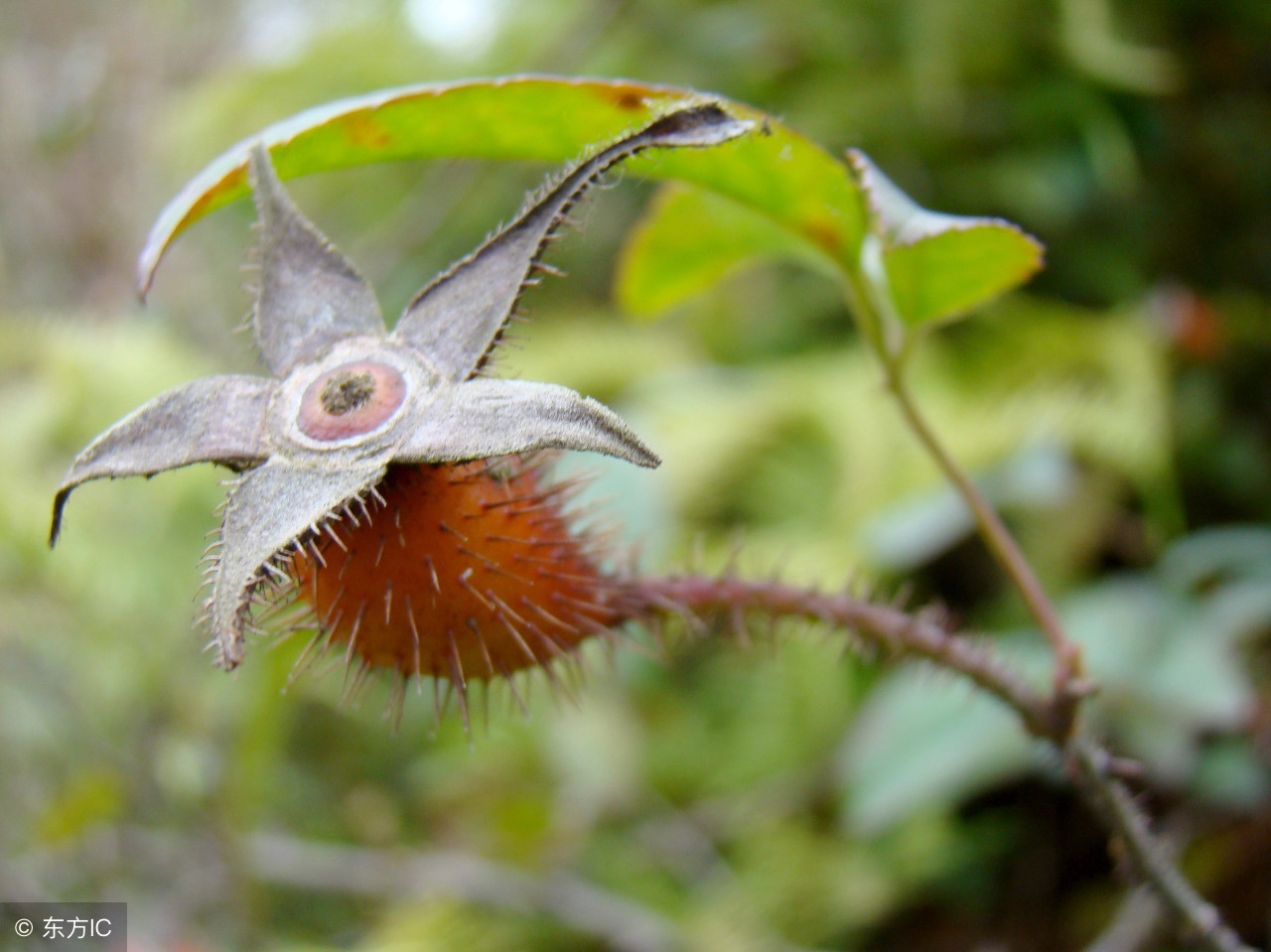女贞子和旱莲子煎水方法,女贞子旱莲草加补阳的药