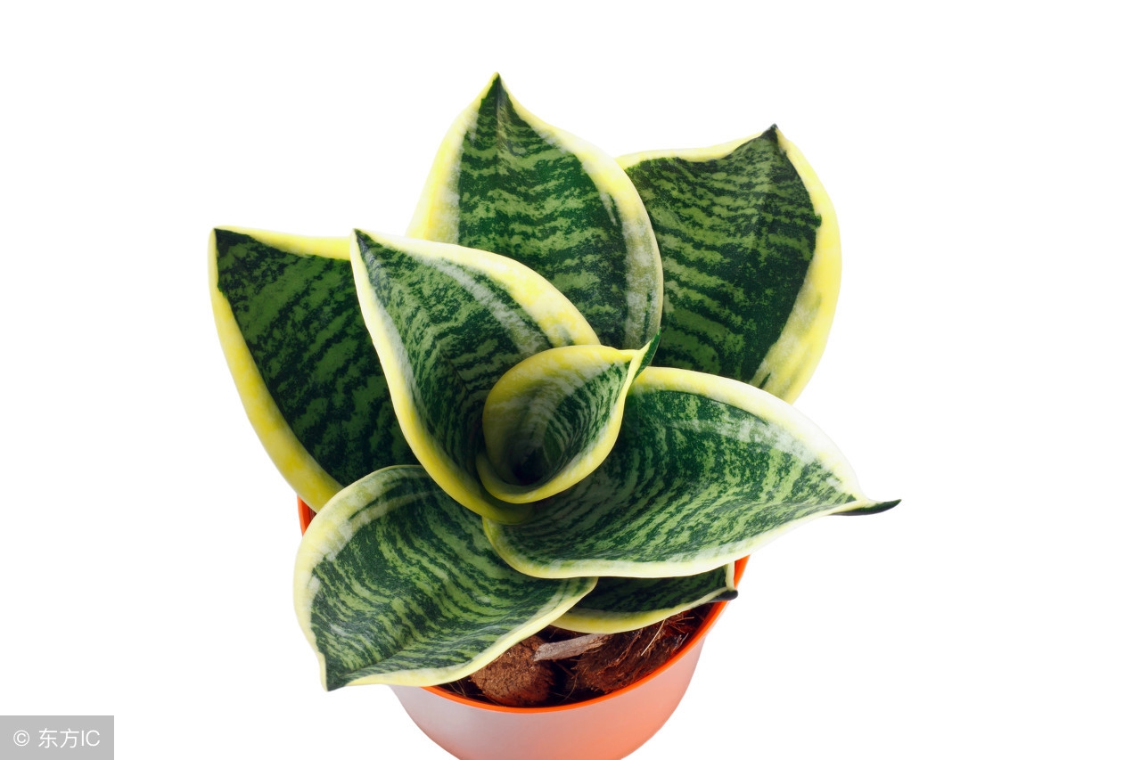 50种常见的球根花卉图片香雪兰,办公室常见花卉