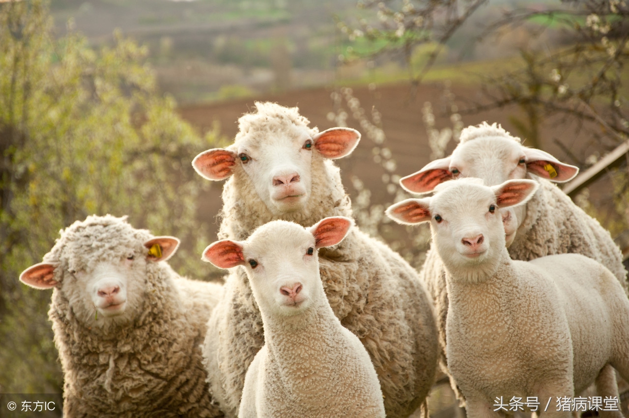 用甲硝唑治疗母猪子宫炎症怎样用,甲硝唑对母猪产后消炎效果怎样