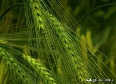 节气书小满全文阅读,小满节气的养生知识归纳