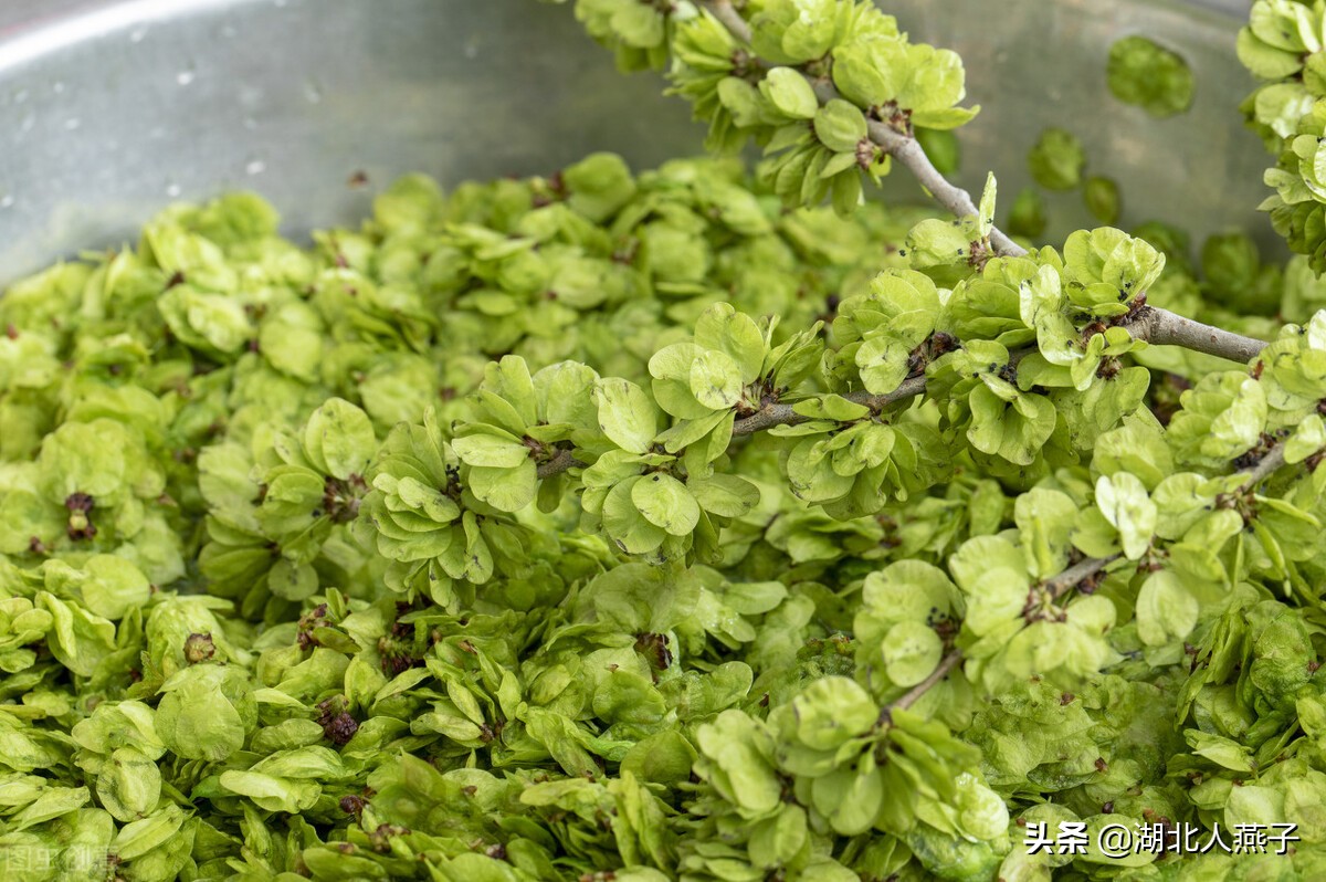 各种可以吃的野菜图片大全及名称 (100种野菜图片大全和名称和吃法)