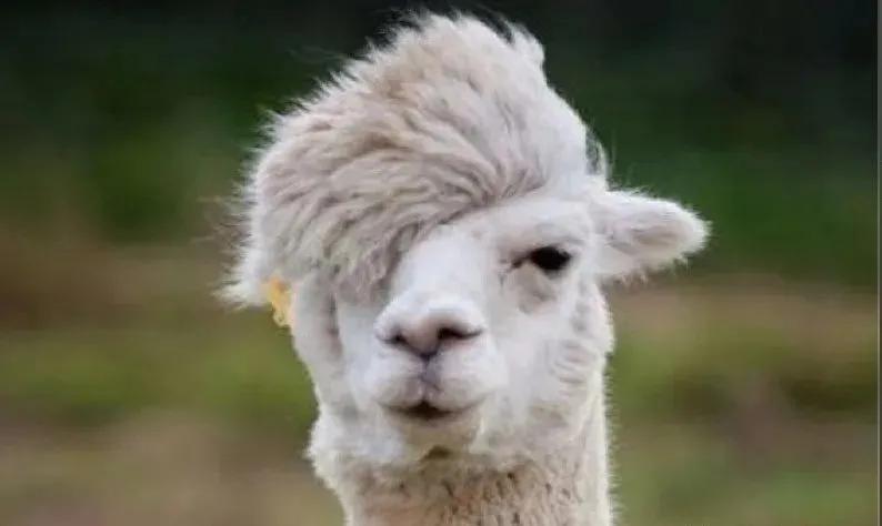 羊驼会感染新冠吗视频,羊驼消除新冠病毒