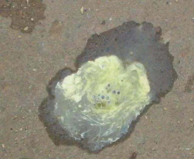 大肠杆菌治疗处方,专治大肠杆菌的药物