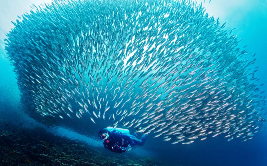 又便宜又好的幼猫粮排名,618猫粮怎么囤