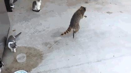 搞笑小浣熊图片,可爱的浣熊图片卡通