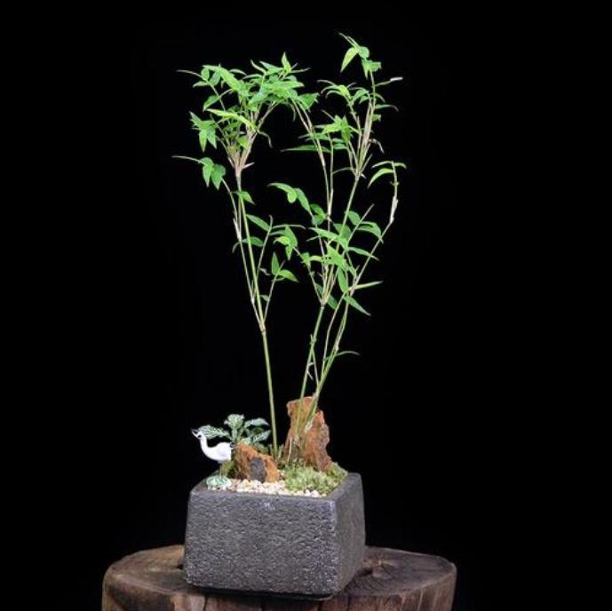 把竹子种在院子里行吗,什么样的花盆栽竹子好看