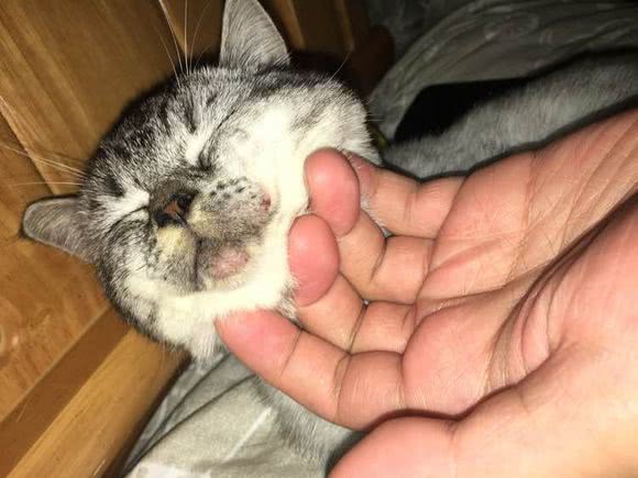 猫咪咬臭屁虫,猫咪咬人被铲屎官教育