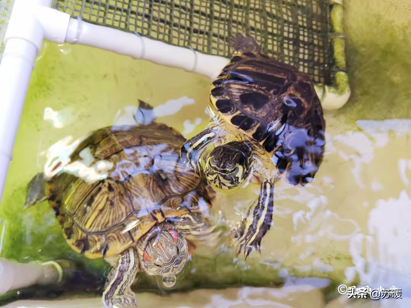 如何看龟龟肺炎好了,龟龟肺炎