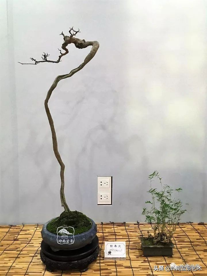 以根代杆下细上粗式盆景图片,十种适合吊着养的盆景