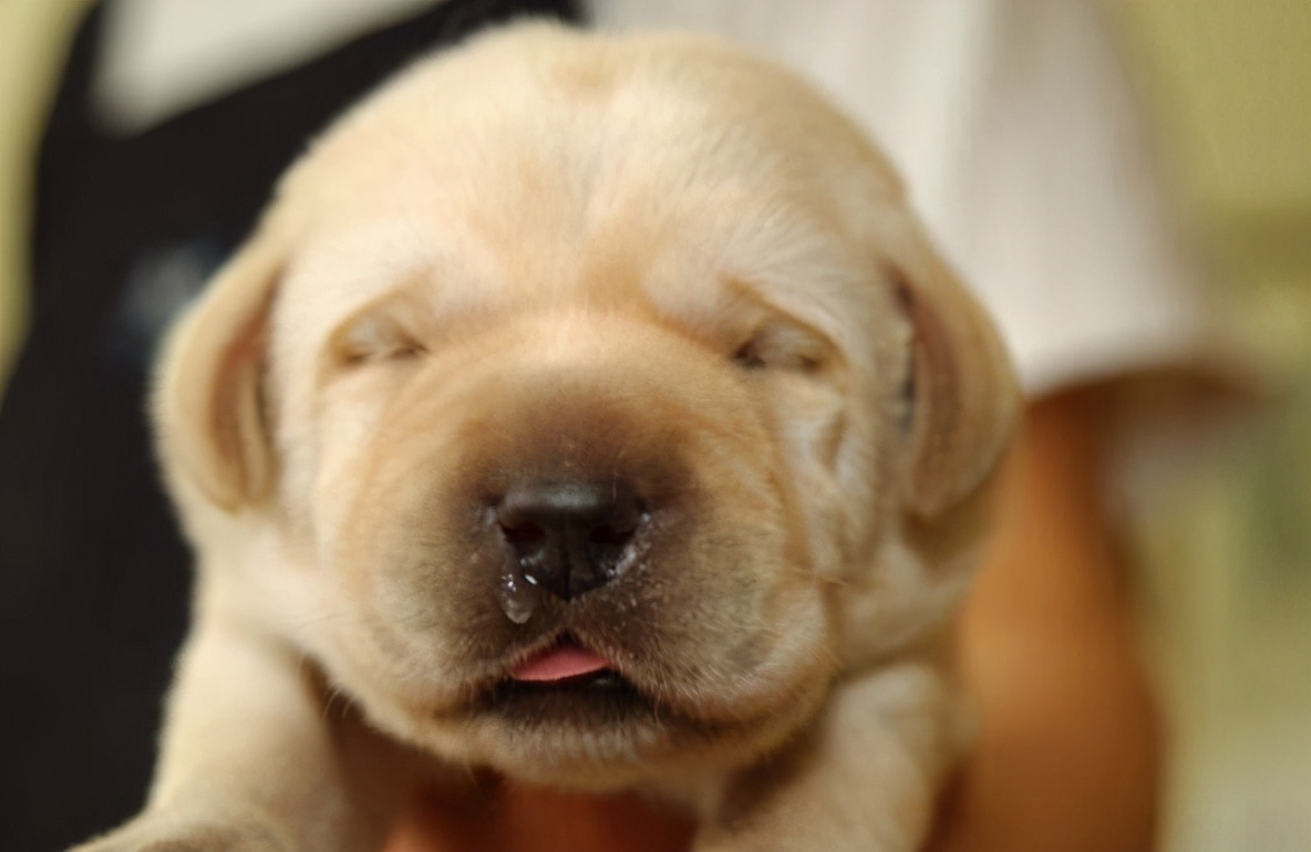 狗狗感冒了怎么办小视频,狗狗感冒什么症状