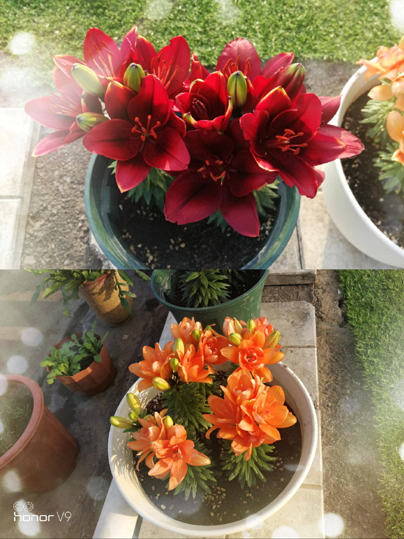 球根类花卉的五种类型的区别,球根类耐热耐寒花