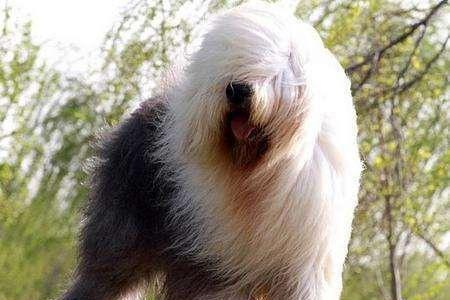 古牧为什么生的多,古牧为什么那么粘人