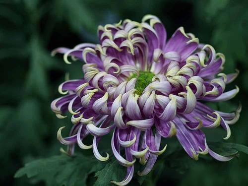 菊花的叶子黄了怎么办,菊花叶子发黄变枯该怎么用药