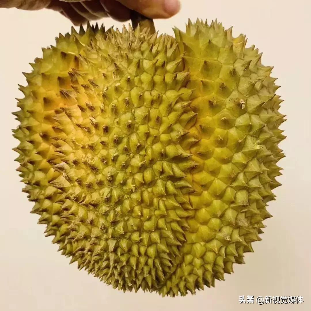 甲仑榴莲口感是榴莲界的爱马仕,榴莲甲仑口感