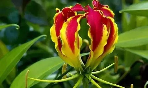 世界各国国花国树大全,世界地图及各国国花