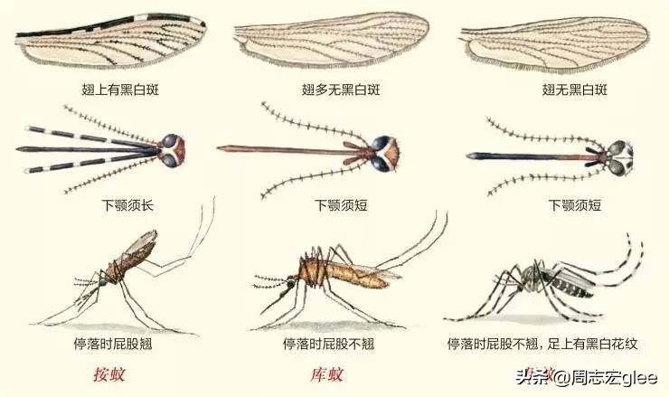 蚊子能传播一大堆疾病，为什么不能传染艾滋病？