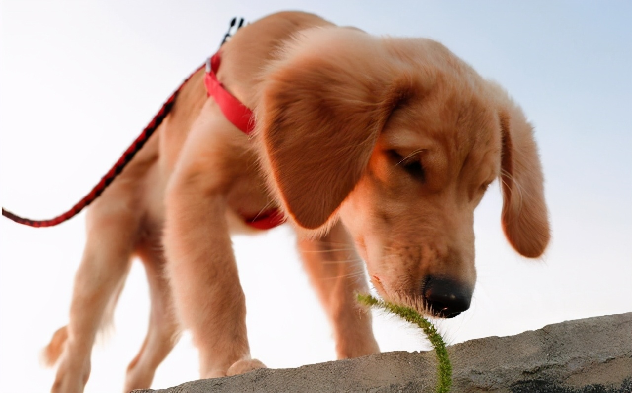 狗狗治疗细小和治疗冠状一样吗,治疗狗狗细小的药药店能买到吗