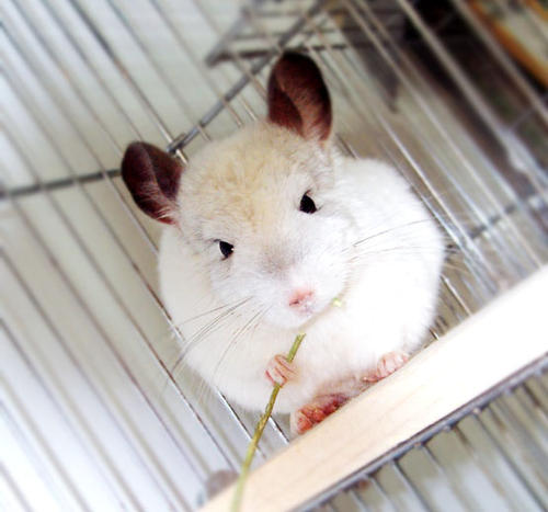 龙猫猛啃木头会把木头吃到肚子吗,龙猫激进咬毛