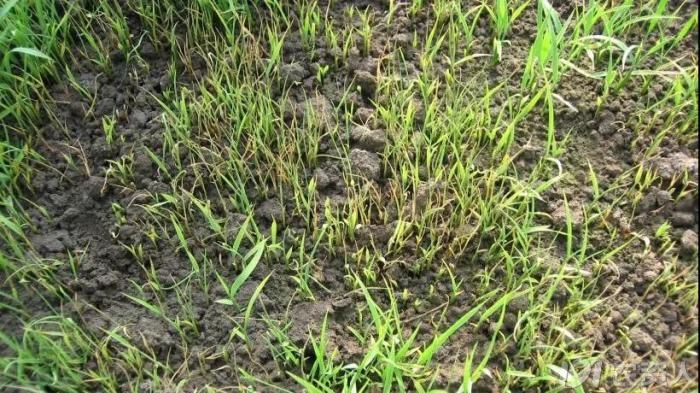 浣庢俯澶╂皵绉ц嫍濡備綍绠＄悊,浣庢俯鍐诲瀵圭Ё鑻楃殑褰卞搷