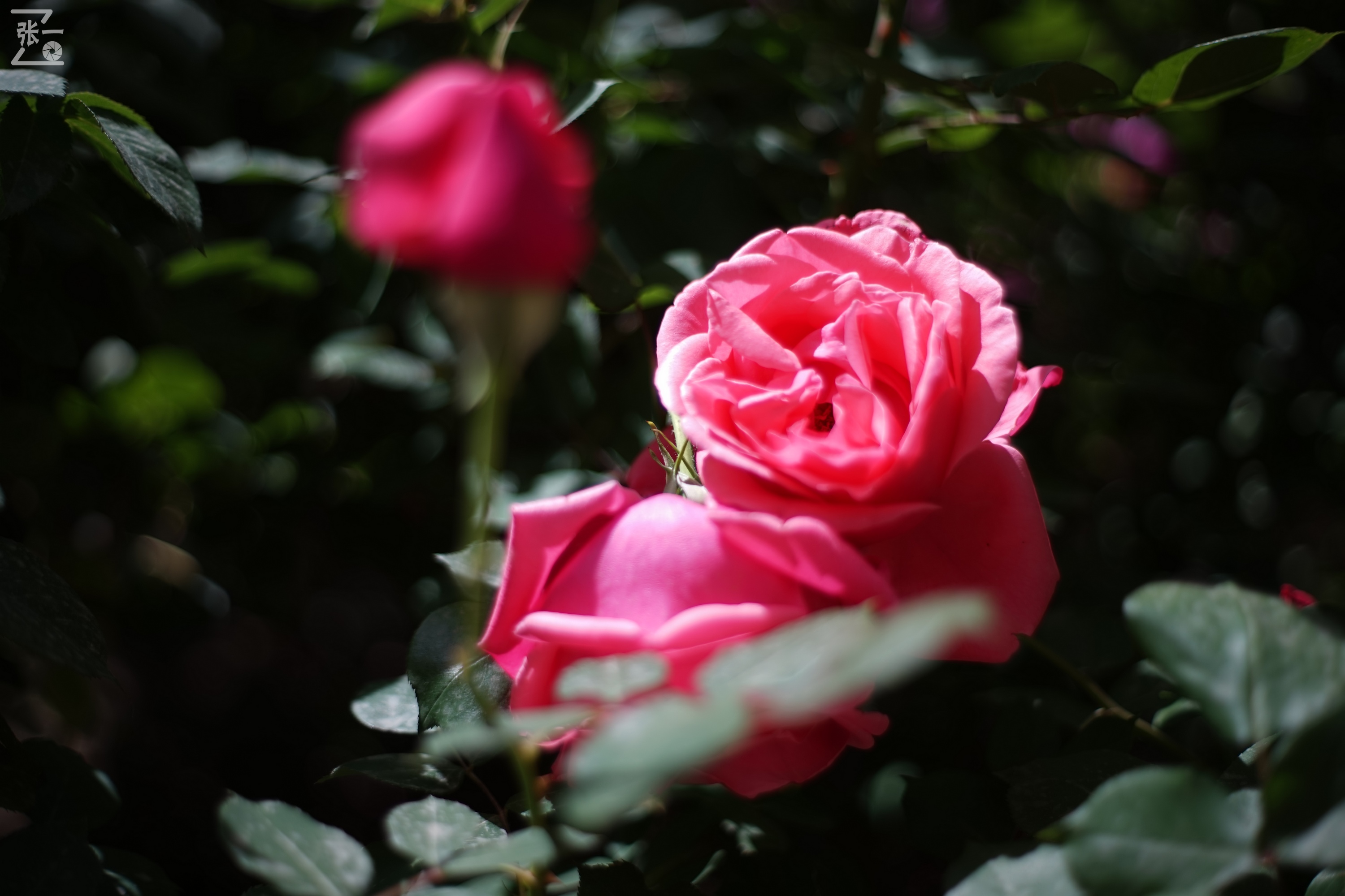 凤凰国产50mm镜头,凤凰索尼e口镜头