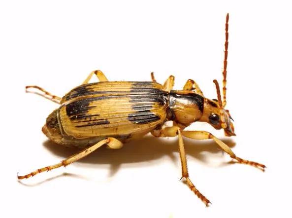 100种动物的怪异行为,32种稀奇古怪的动物