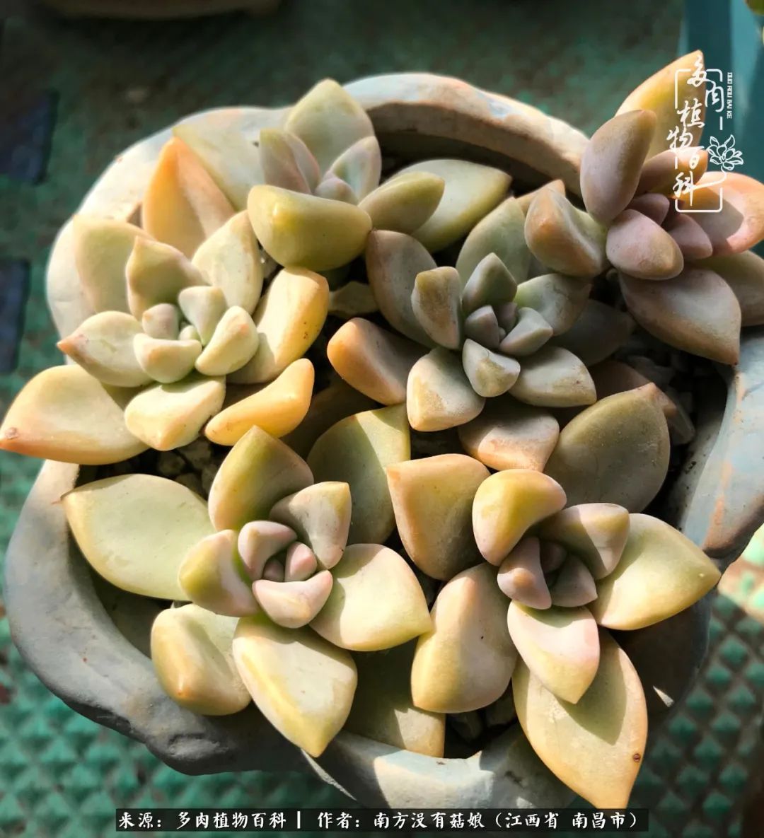 既见云胡不喜,既见君子云胡不喜毛笔楷书