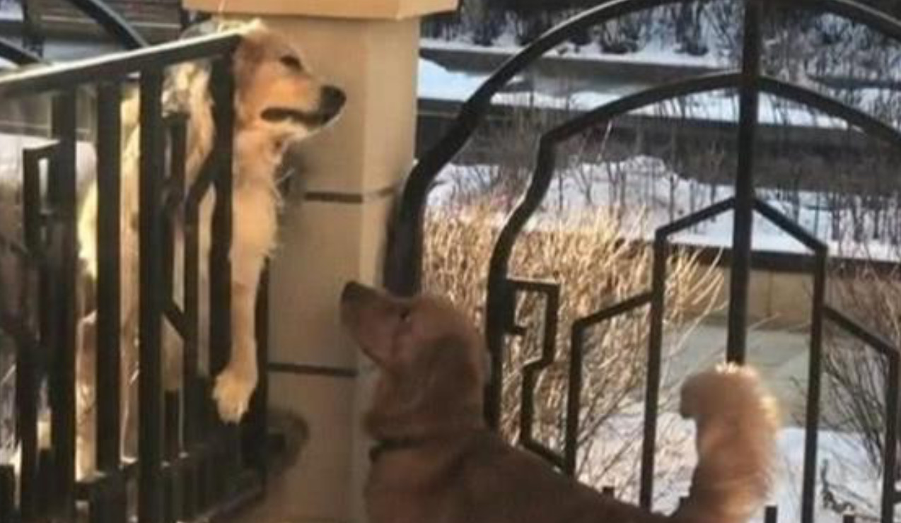 男子发现邻居阳台上有狗后续,男子发现邻居家不对劲