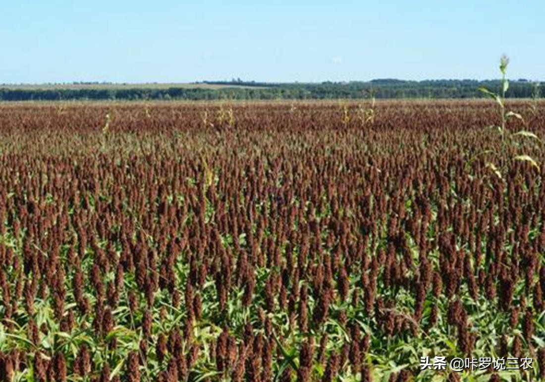 播种高粱教程,高粱种植技术和播种方法