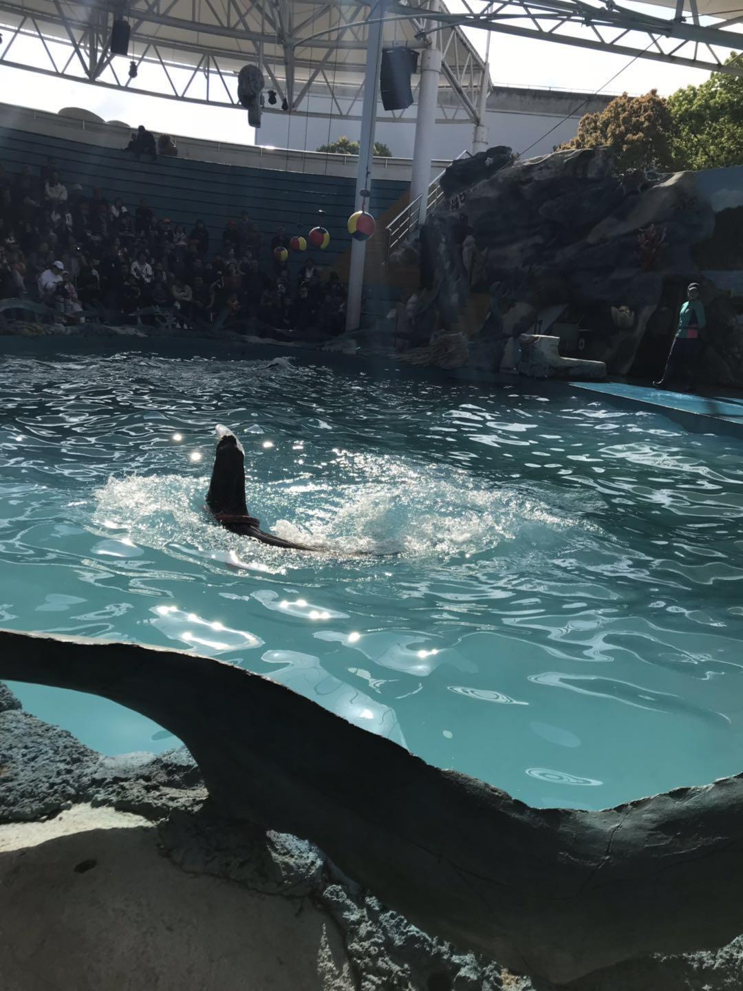 上海野生动物园太阳广场节目安排,上海野生动物园建议游玩时间
