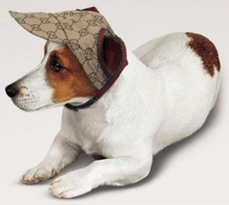 生活在宠物天堂的动物,在天堂的猫狗