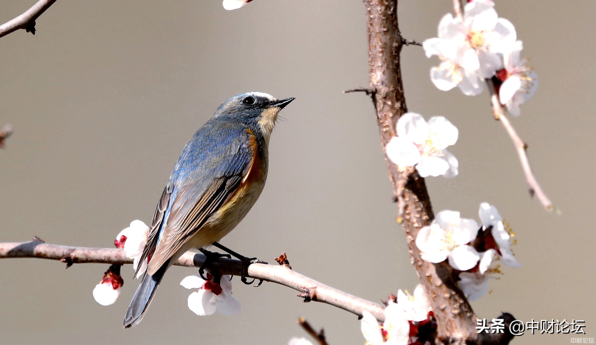 燕子日子,看燕子的图片
