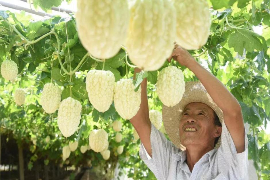 农村最赚钱的种植项目有哪些,现在农村做什么种植最赚钱最稳