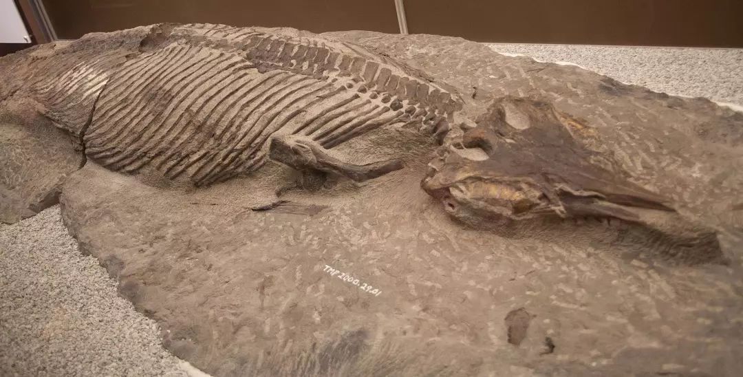 海洋顶级猎食者为什么濒临灭亡,海洋中的顶级掠食者