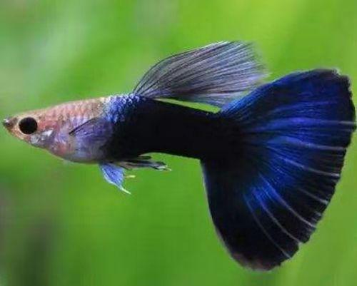 孔雀鱼苗刚出生肚子有个圆的东西,怎么样判断孔雀鱼苗刚出生不健康