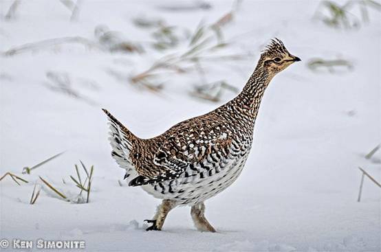 看鸟类视频,各种鸟类过冬姿态