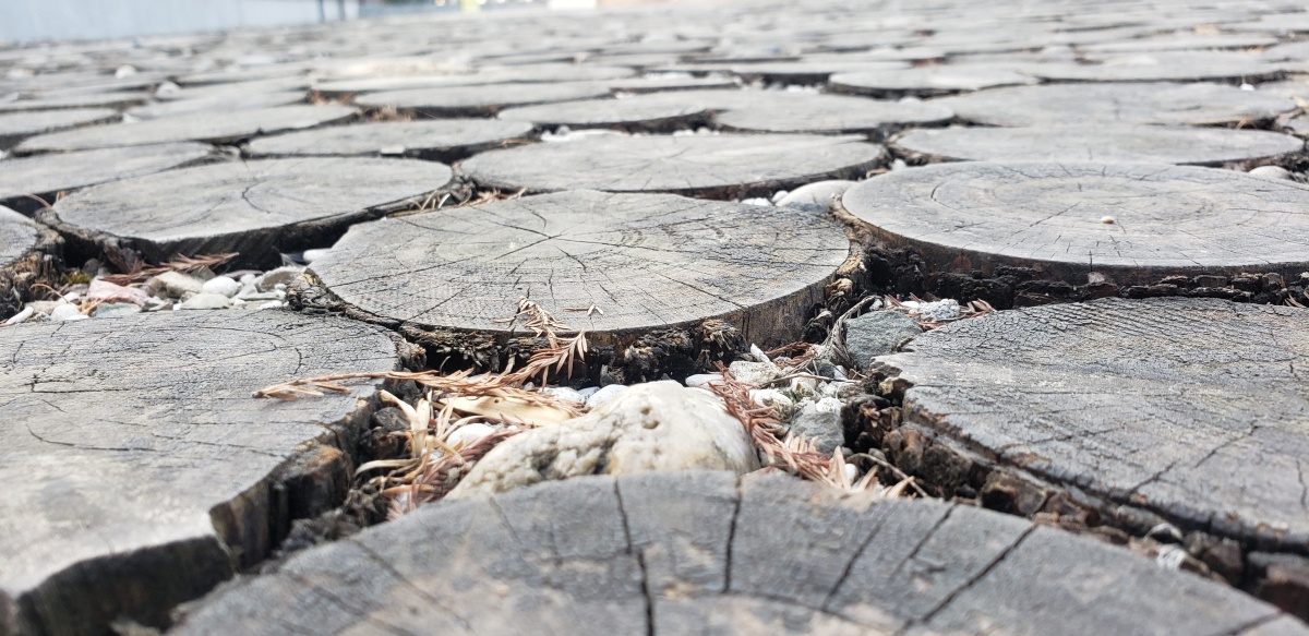 春江水暖鸭先知兴化,春江水暖鸭先知是在靖江写的吗