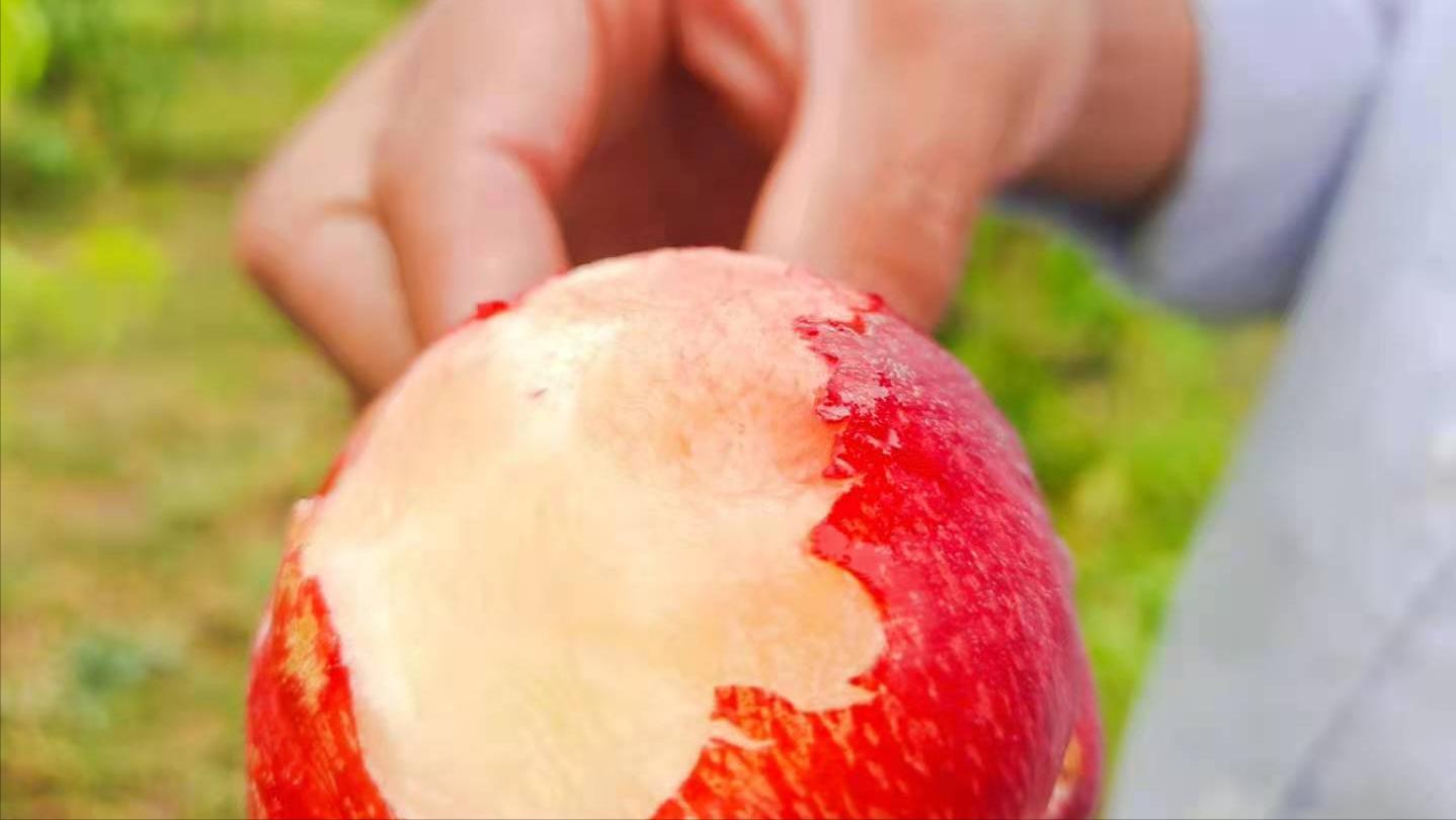 桃树被雹子砸了来年还结桃子吗,桃树被冰雹砸伤树皮开裂怎么处理