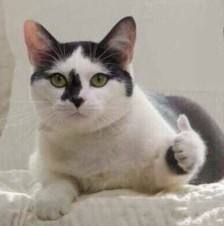 解压好玩不需要脑子的游戏,解压的游戏手游推荐