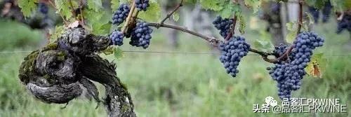 今日特价红酒,今日头条红酒推荐