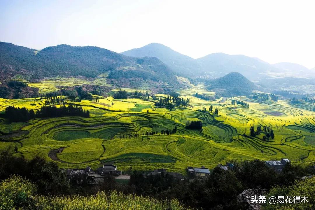 吻兰,云南稀有兰花品种图片金边蕙兰