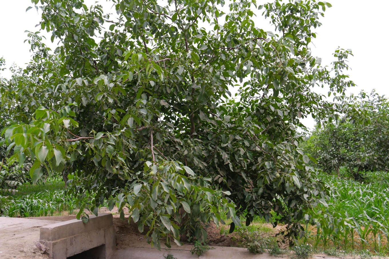 新疆民丰县尼雅遗址精绝古国,精绝古国民丰