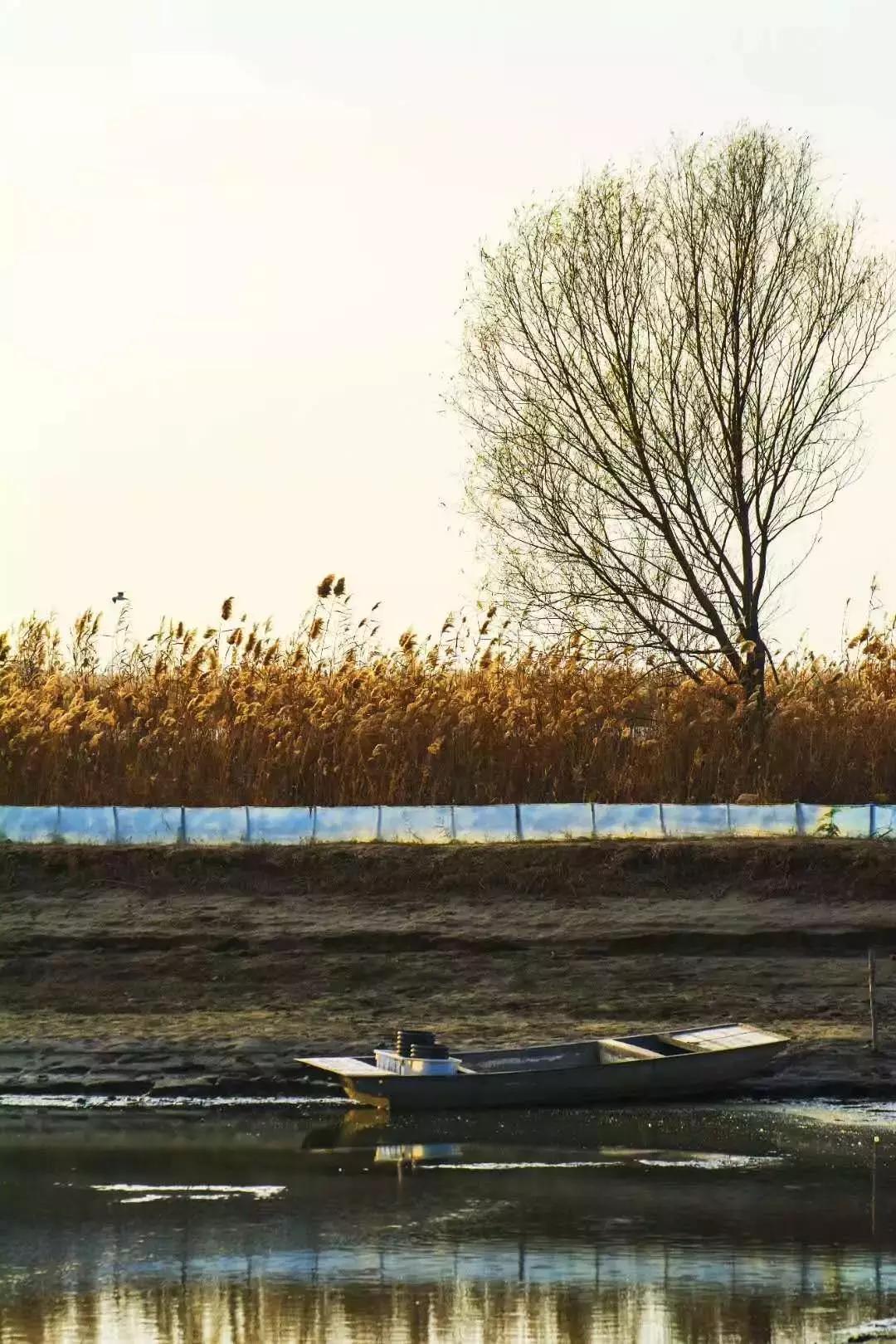 柳树礼赞初二作文,柳树礼赞作文800字