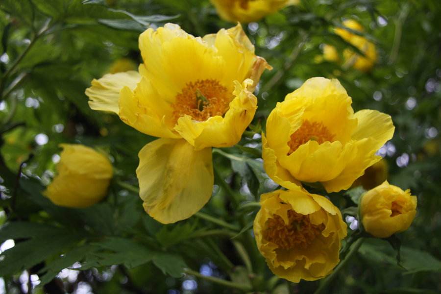 牡丹，熟悉而陌生——“花王”的前世今生，带你重新认识牡丹