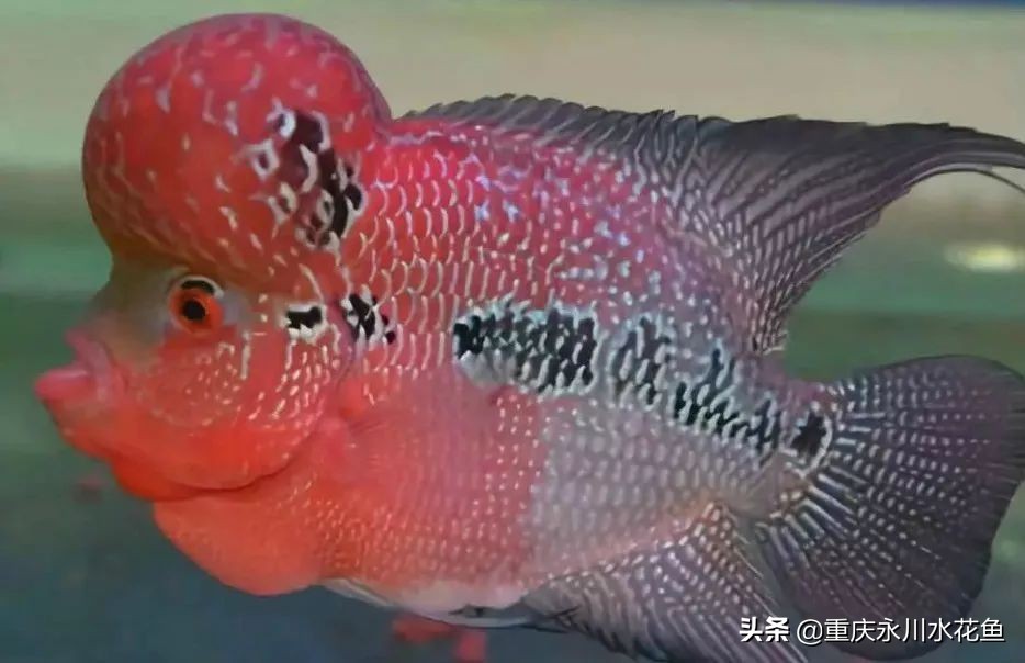 十种最漂亮的观赏鱼视频播放,观赏鱼60条