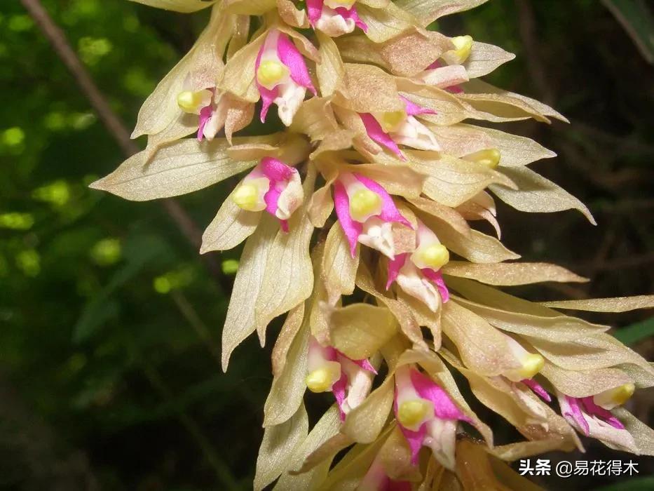 杜鹃兰属于几级保护植物,杜鹃兰品种图片